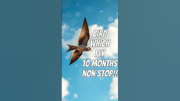 The Bird That Never Lands The Incredible 10-Month Flight of the Common Swift!