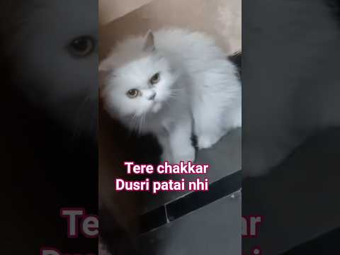 Ayi Nhi Love Cute Cat
