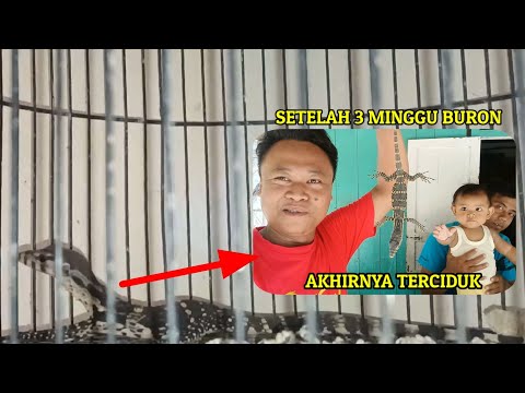Akhirnya pelaku pembantai burung tertangkap,, tapi gak tega masih bocil 😭