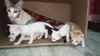 Cute Cat Family Soft Bud Kittens