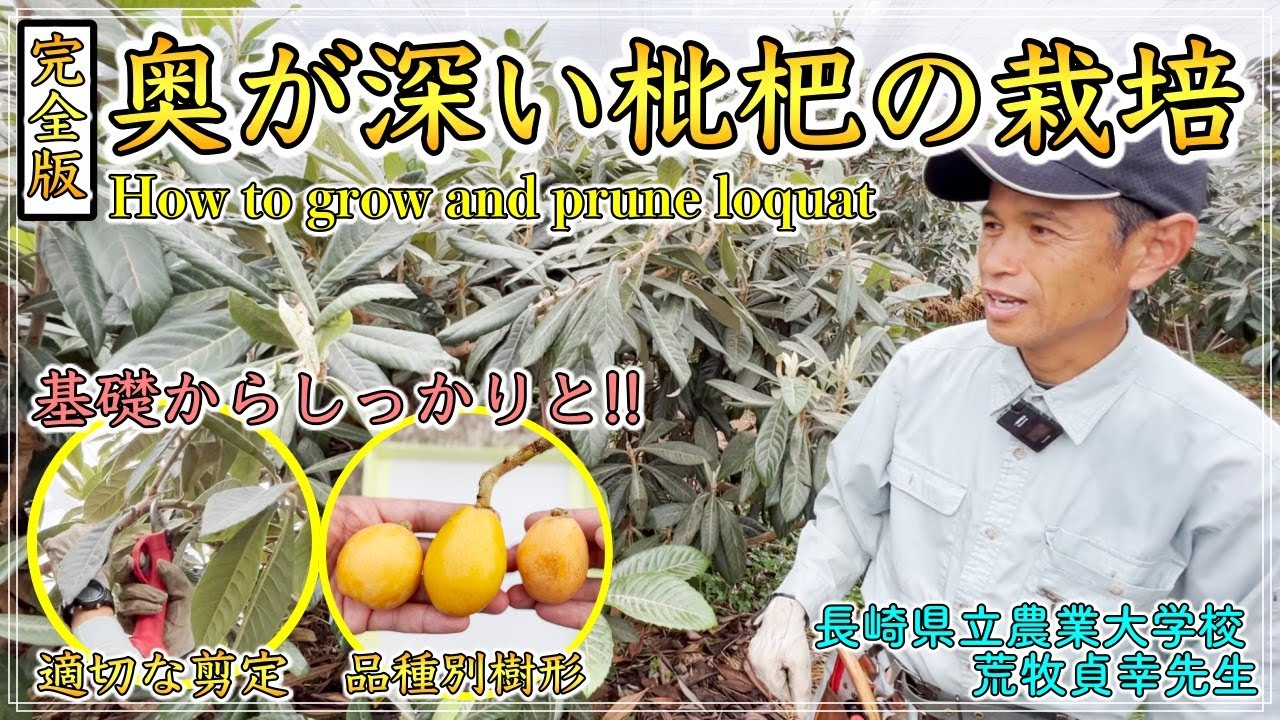 【完全版】基礎から応用まで！びわ栽培を徹底解説！適切な剪定と品種別樹形！【長崎県立農業大学校 荒牧貞幸先生】