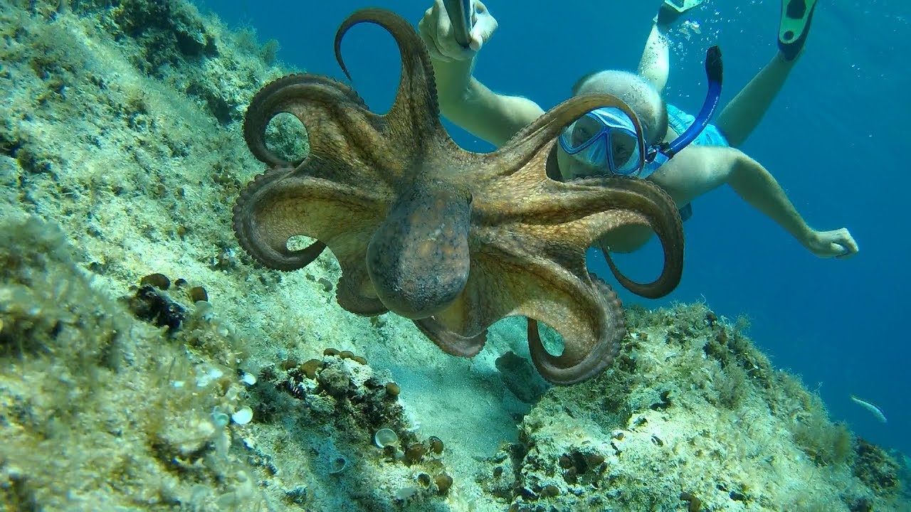 octopus travel croatia