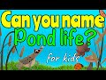 Wildlife and Pond Ecosystem Quiz