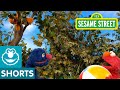 Sesame Street: Elmo and Grover Must Help Baby David