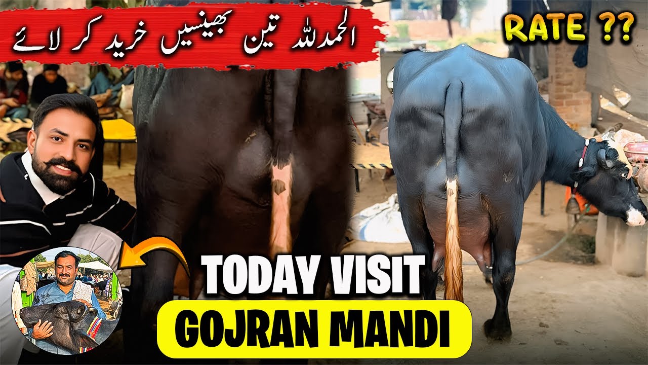 Waqar Bhinder Visit Gojran Buffalo Mandi 🐃 | منڈی کے حالات کیا ہیں بھینسوں کے ریٹ ؟؟