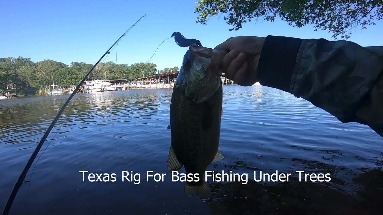 Texas Rig For Bass Fishing Under Trees ▎BANK FISHING