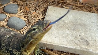 Feeding The Queen Gypsy