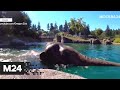 Умилительные кадры! В американском Портленде слонам дали охладиться в бассейне - Москва 24
