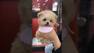 The Little Owner Of The Furry Kid Who Is Going To Wuhan, Hubei To Be Happy Has Been Named Tiantian