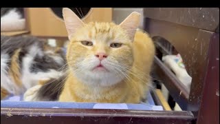 Volume up! 💝 #cat #lol #love #sound #music #unique by Furball Farm Cat Sanctuary 2,088 views 2 months ago 41 seconds