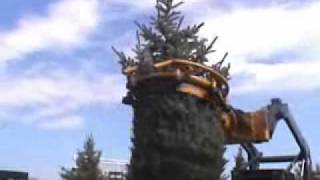 Dutchman 40 Tree Tyer 1