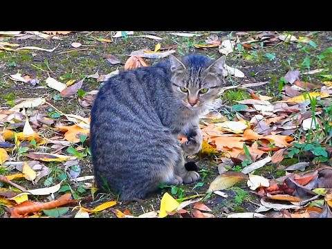 Футаж Кошка умывается. Осенний футаж с кошкой. Футажи для видеомонтажа. Осенние футажи. Видеофутажи