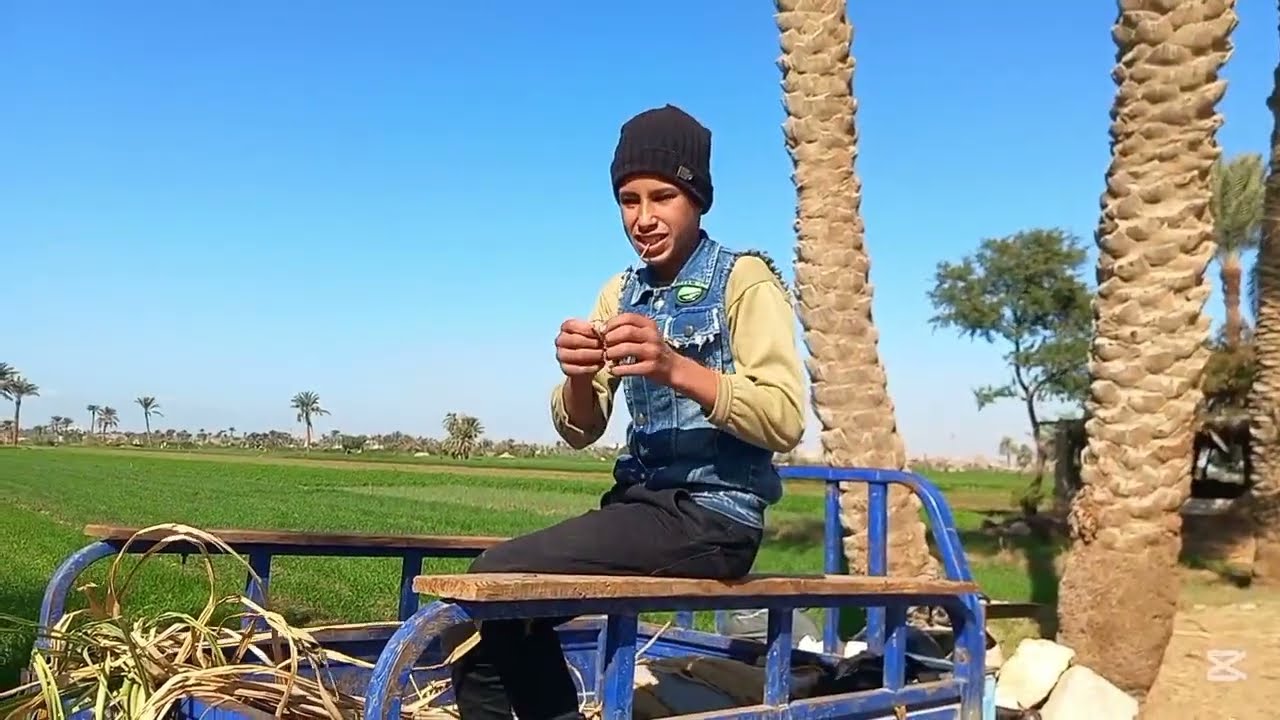 لما موه يسرق قصب. محمدجمعة 😂😂