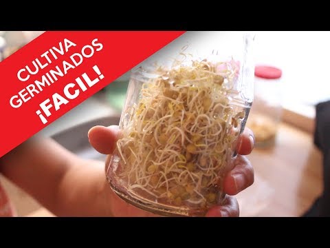 Video: Cómo Brotar Garbanzos