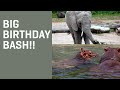 ELEPHANT & HIPPO Double Birthday Bash!