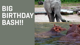 ELEPHANT & HIPPO Double Birthday Bash!
Today is a BIG day here at the Zoo – two of our biggest little ones, Ajabu AND Adanna, are celebrating birthdays!
Ajabu may be our smallest elephant, but hes got the biggest personality. He always keeps us on our toes and makes us smile with his adorable antics. Happy 4th Birthday, Ajabu!
And we cant believe its been a whole year with Adanna! This 800-pound sweetheart loves playing with her mom, Boipelo, and shes already an A+ student in her training. Adannas birth was such an exciting day for our whole Zoo family, and we couldnt be happier to have her with us and have her fathers legacy live on. Happy Birthday sweet girl!
➡ Subscribe: http://bit.ly/SubscribeDallasZooTube
Follow the Dallas Zoo:
Official Site: http://bit.ly/DallasZooOfficialSite
ZooHoo Blog: http://bit.ly/DallasZooHooBlog
Facebook: http://bit.ly/DallasZooFacebook
Instagram: http://bit.ly/DallasZooInstagram
Twitter: https://twitter.com/dallaszoo
TikTok: https://www.tiktok.com/@dallaszooofficial
Engaging People & Saving Wildlife ELEPHANT & HIPPO Double Birthday Bash!