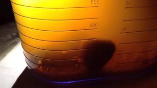 Kefir de agua  TIME LAPSE