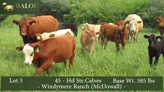Lot 3 Windymere Ranch (McDowall) Str. Calves