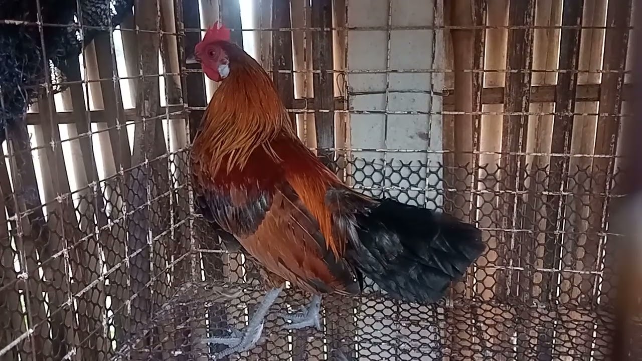 27 กุมภาพันธ์ ค.ศ. 2026