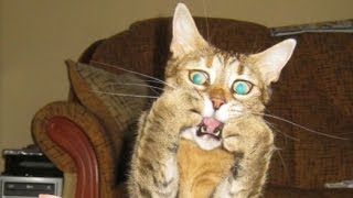 24 Cats Who Are So Over-dramatic They Deserve OSCAR || Over-dramatic  pets