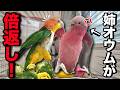 妹鳥におもちゃを横取りされたオウムの仕返しが人間すぎたww【モモイロインコ】