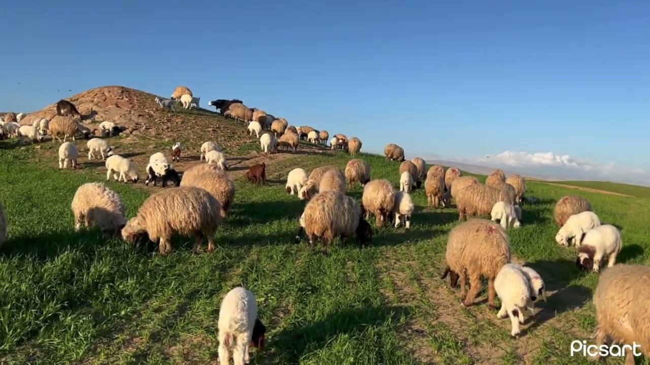 اجواء ربيع في قرية سريجكا ويا غنم  19/2/2026