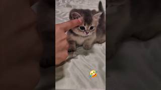 This Kitten Just Won The Internet Cutest Cat Short Ever