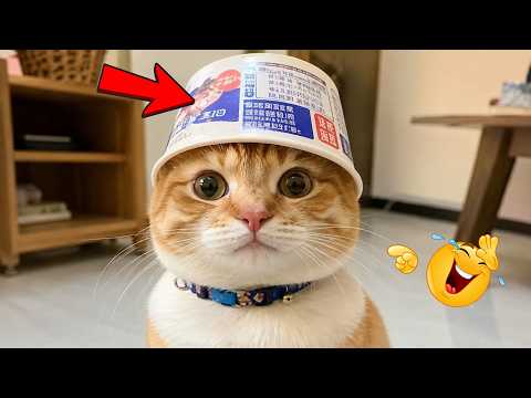 These Pets Always Find A Way To Become The Center Of Attention 😂🐱🤣