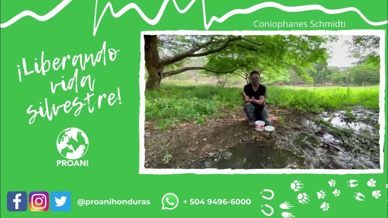 Liberando Vida Silvestre Culebra Rayada Yucateca (Coniophanes