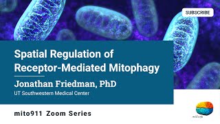 Spatial Regulation of Receptor-Mediated Mitophagy