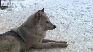 円山動物園のシンリンオオカミたち~Wolves at Zoo