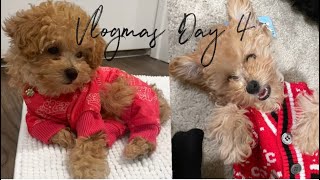 VLOGMAS DAY 4: I’m a Mother!!! Meet My New Toy Poodle