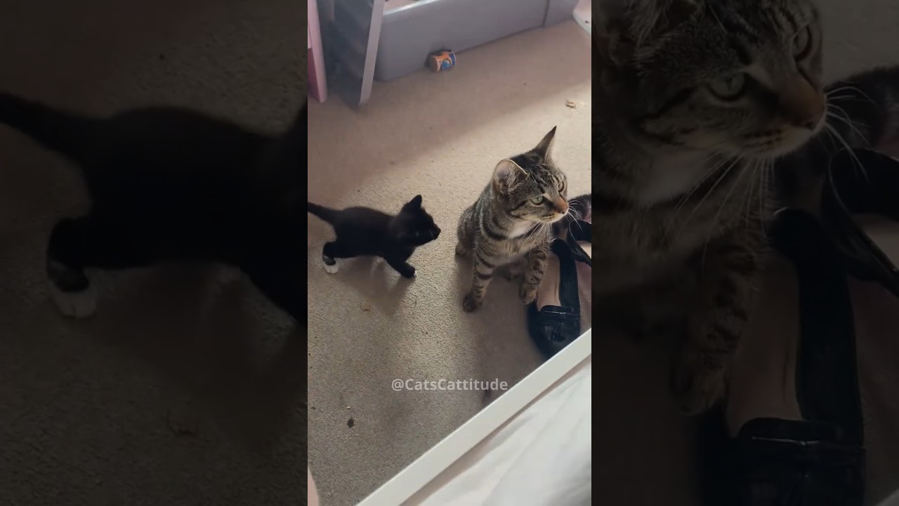 Cats With Attitude – Try Not to Laugh! 😹 Funny Cat Videos Compilation | Cute Cats 