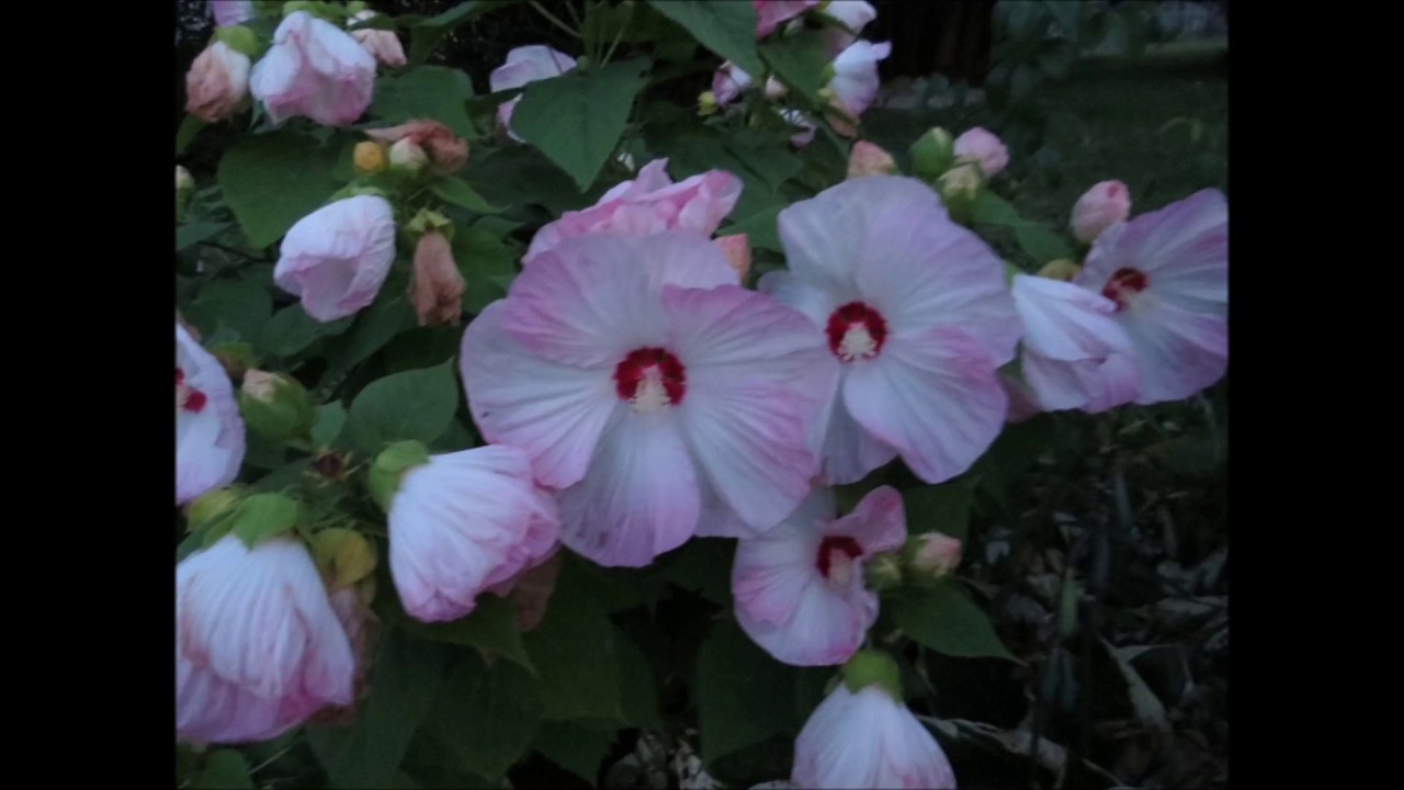 ðºMy beautiful Hibiscus flowering shrub full bloom in the blue hour #