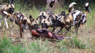 Hunting and feeding behaviour of the African wild dog