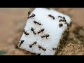 إزاي النمل بيظهر فجأة لما يقع سكر في المكان؟