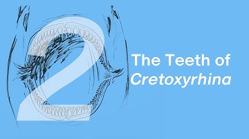 Aidan the Cretoxyrhina 2: The Teeth | Learn to Draw Marine Animals with ZHAO Chuang