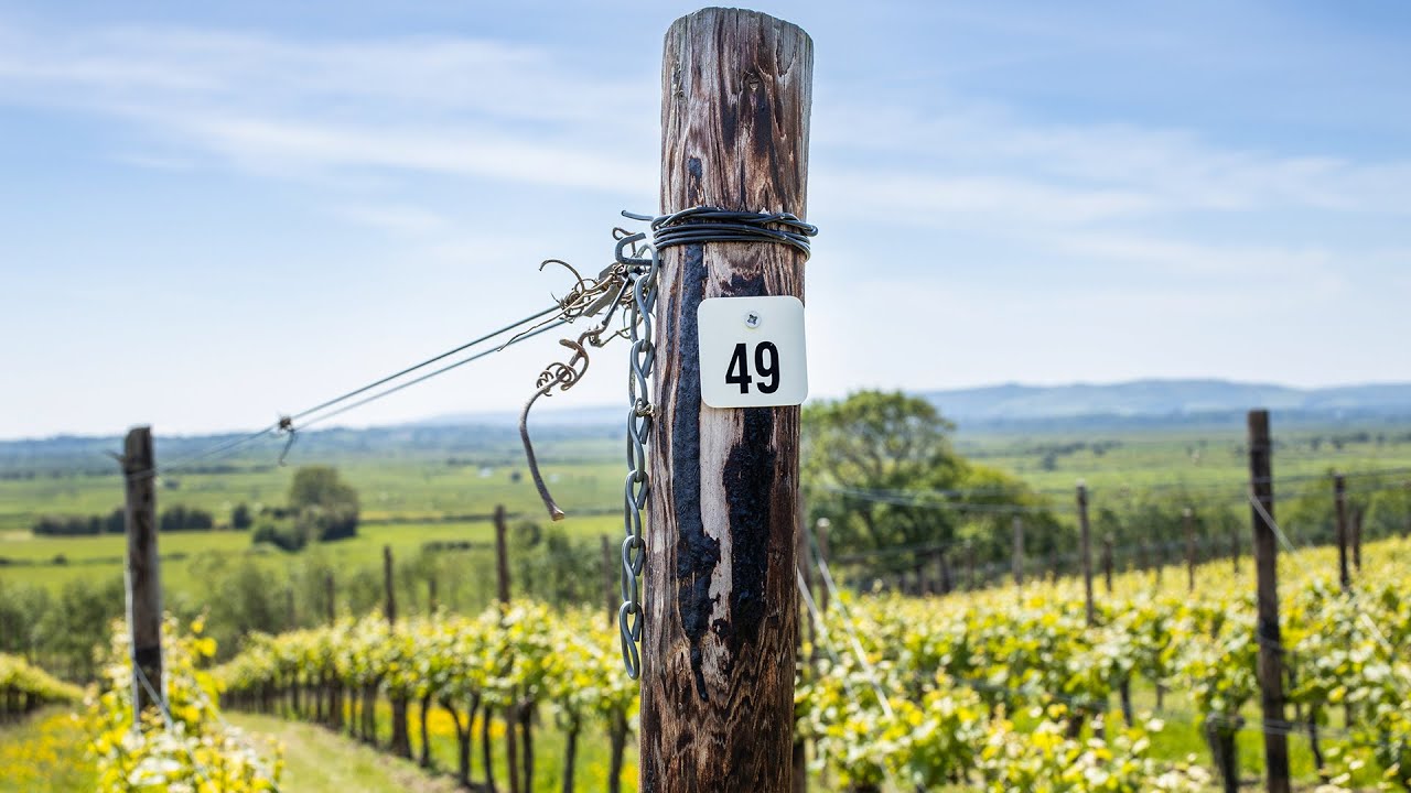 An Introduction to Henners | Virgin Wines