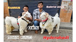 Exotic Bannur Sheep and Hyderabadi Goat for sale | #9739886642 in bangalore #bannur