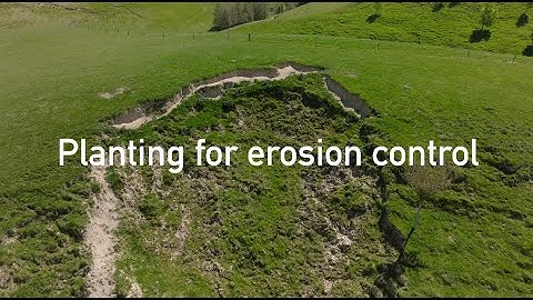 Planting for erosion control
