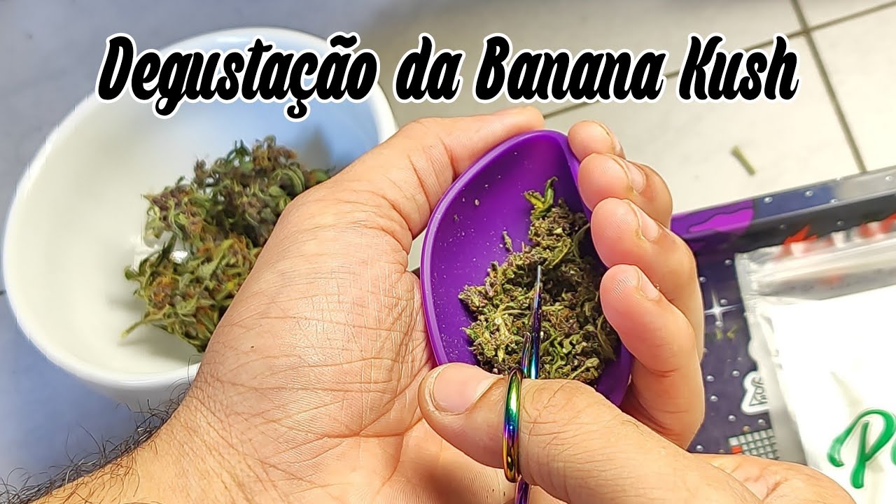 Degustação da Banana Kush