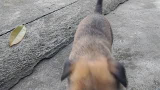 Baby Belgian Mallinois...