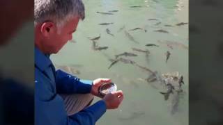 Turan Aydın ====Urfaya Paşa Gelmiş