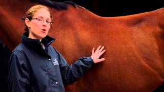 How To Body Condition Score Your Horse - Ribs