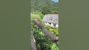 Tree rigging #treerigging #eucalyptus #treecutting #arbpro #rockexotica