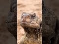 وش اسم صوت الضب وش اسم صوت الضب