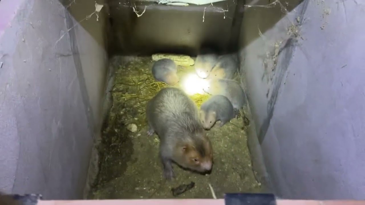 Chia se ￼ Kính Nghiem nuoi dui dt 0919845075