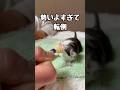 【美味しかったかな？】勢いよくミルクを飲んだら大転倒！