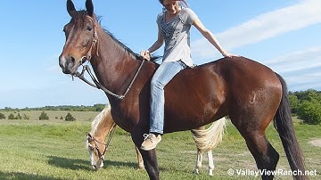 Boosmals Holly***For info, price, etc., go to our website*** Valley View Ranch