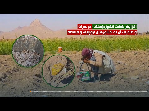 کشت انغوزه در هرات افزایش یافته است